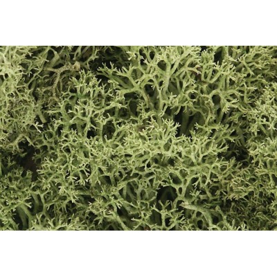 Lichen - Spring Green - 1.5qts/1.4L